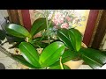 Самый простой и дешевый способ для роскошного блеска листьев орхидеи