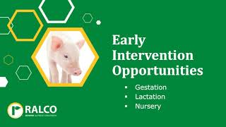 Early Intervention: Your Key to More Full-Market-Value Hogs | Ralco