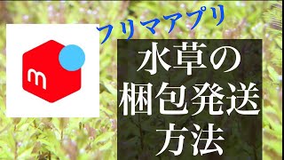 【アクアリウム】水草の梱包方法お教えします。