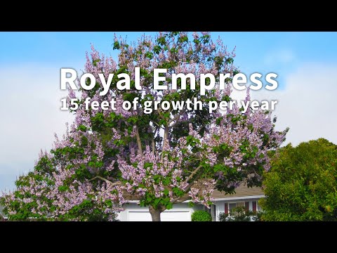 ვიდეო: შეიტყვეთ სამეფო იმპერატრიცა ხის გაზრდის შესახებ