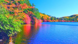 Autumn in Japan Mt Yatsugatake North 4K  1HR Nature Relaxation  日本の秋・紅葉 北八ヶ岳 4K映像 美しい四季 長野県 絶景自然風景
