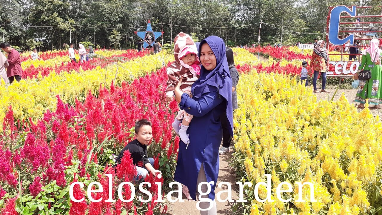 Celosia Garden Taman  Bunga  Celosia YouTube