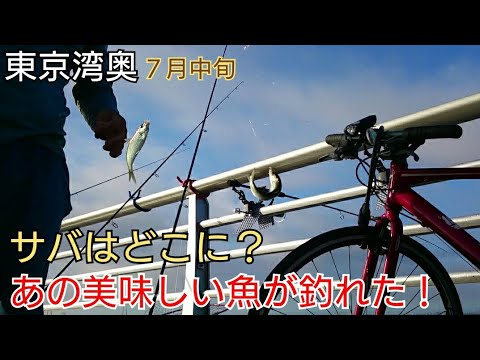 東京湾奥7月中旬 あんなにいたサバはどこに サビキであの美味しい魚が釣れた 赤潮か Youtube 東京湾奥7月中旬 あんなにいたサバはどこに サビキであの美味しい魚が釣れた 赤潮か Youtube
