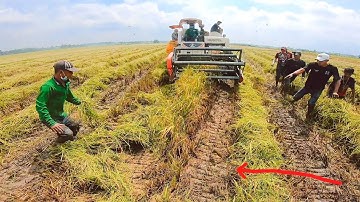 Bắt chuột mùa cắt lúa tại miền tây trà vinh @