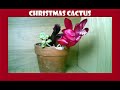 Christmas Cactus Flowering