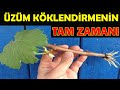 KOLAY ÜZÜM KÖKLENDİRME, ÇELİK İLE ÜZÜM YETİŞTİRME, ASMA KÖKLENDİRME, ÜZÜM KÖKLENDİRME