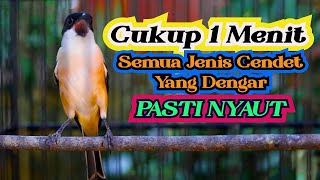 TAK BUTUH WAKTU LAMA CENDETMU NYAUT, PANCINGAN CENDET GACOR FULL ISIAN