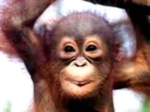 Macacos Engraçados Feliz Aniversário Sujo Cartão