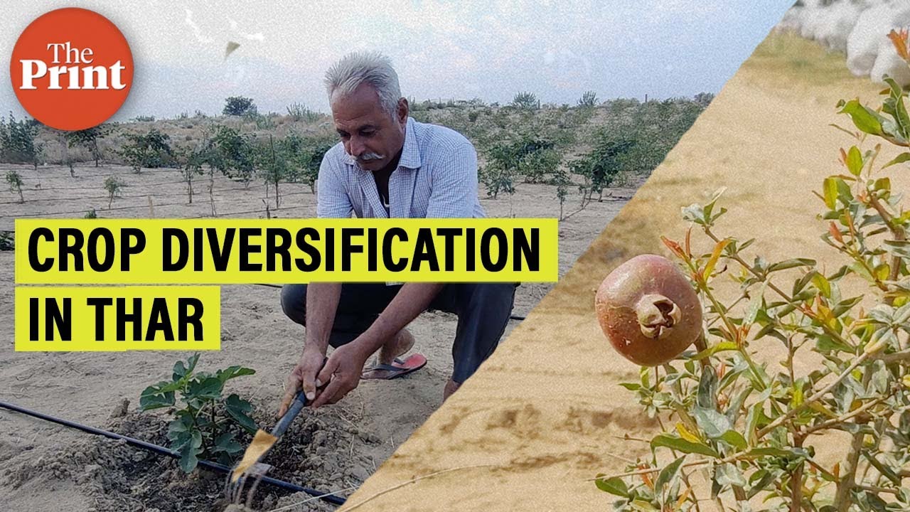 Pomegranate to prawns — how Barmer is moving beyond desert staples bajra & cumin