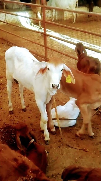 Gir gay mata ke Baby gir Gay video cow status videos #gircow #video #viral