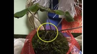Happy moss ball party HMBP