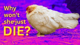 Chicken illness and euthanasia for beginners