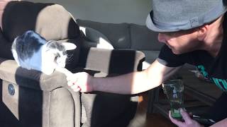 Our handyman is cat friendly and very entertaining! by hobbikats 43,560 views 4 years ago 4 minutes, 13 seconds