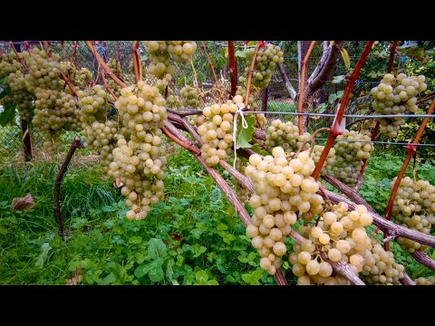 Video: Grapes Citron Magarac: opis sorte
