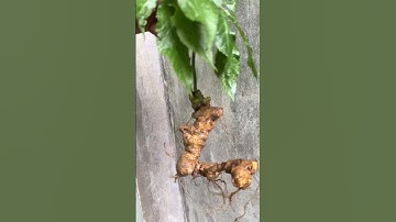 Củ tam thất rừng già siêu đẹp, 120gram dài 30cm  hơn 20mắt