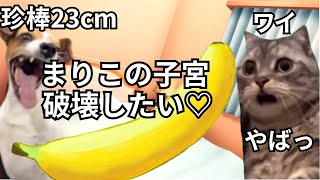 【猫ミーム】珍長23cmのギガウィンナーが来た話＃猫マニ＃猫ミーム