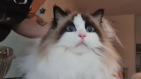 Video 6481871: ragdollcat catlover cutecat, ragdollcat catlover cats, catlover grooming, amazing catlover