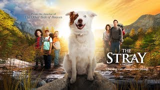 The Stray | Official Trailer