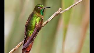 Colibrí Verde de Cola Roja Cantando Sonido para Llamar El Mejor