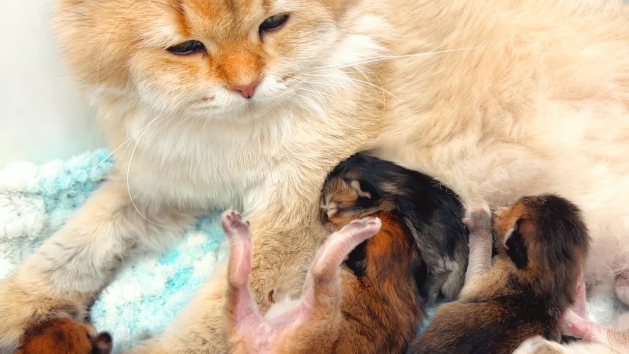 Наши котята постоянно дерутся во время кормления — что же на самом деле происходит?