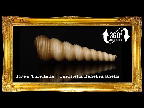 Sea Shells 360° | Screw Turritella | Turritella Benebra Shells