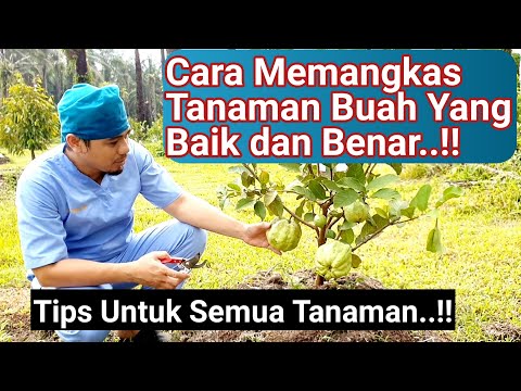 Video: Bagaimanakah anda memangkas pokok stewartia?