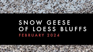 Snow Geese of Loess Bluffs - February 2024