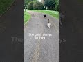 Out walking with the cats again ##cat walk