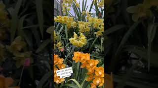 Exposición de orquídeas en el vivero Casa Flora.