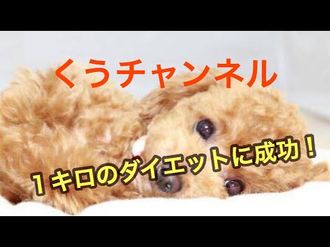 ペットのトイプードル ダイエット後の全力疾走 Youtube