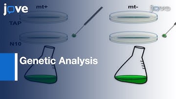 Mating & Tetrad Separation Of Chlamydomonas reinhardtii l Protocol Preview