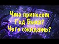 Что принесёт год быка? Чего ожидать?