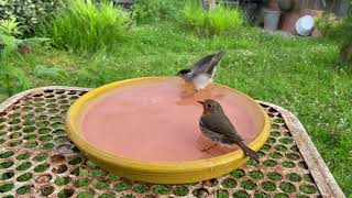 Rouge Gorge et Fauvette à Tête Noire à la piscine