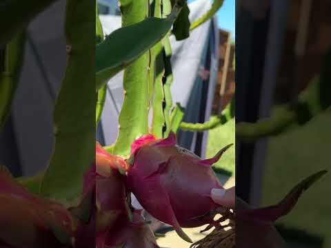 No Don T Not Yet Lol Husband Said 