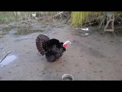 Wideo: Czy indyki wydają dźwięk bębnów?