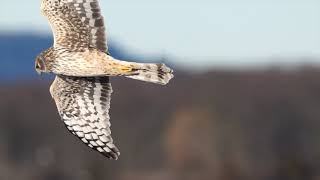 Northern Harrier