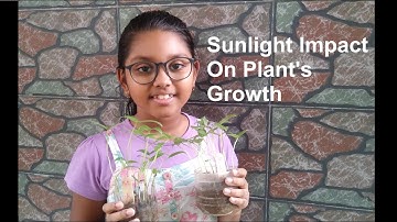 Seed Growth Under Semi-Shade and Sunlight | Education for Kids | Science Project