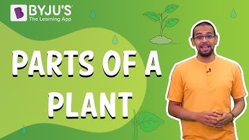 Parts of a Plant | Learn with BYJU