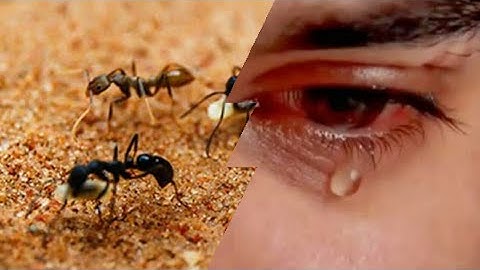 اروع تلاوة  تفرج القلب سورة النمل🎧🎧