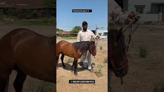 Mini horse for sale 🐴🏷️ #minihorse #sterstallion