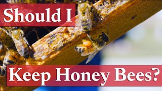 Is Beekeeping Right for Me | Beekeeping Academy | Ep. 2