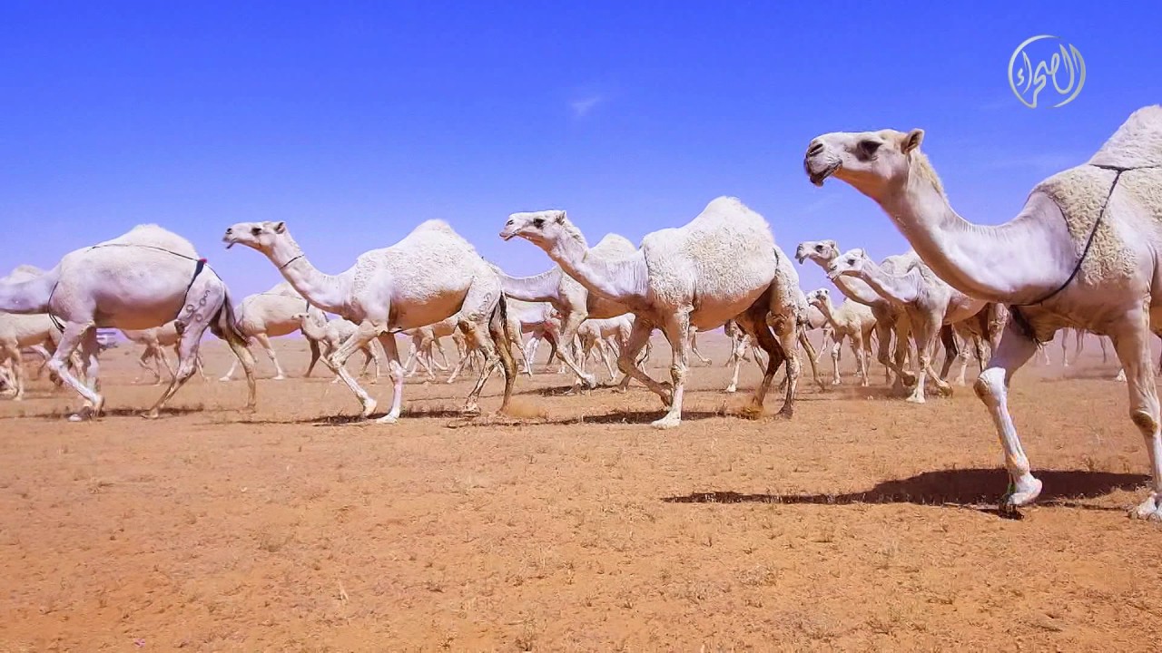 رعايا صاحب السمو الملكي الأمير سلمان بن سلطان بن عبدالعزيز شيلة محمد ال نجم