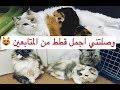 وصلتني اجمل قطط من المتابعين 😻 وفيه قطه شرسه جدا 😱 ايش السبب ؟ وكيف بنتعامل معها / Mohamed Vlog