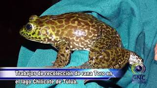 Trabajos de recolección de rana Toro en el lago Chilicote de Tuluá