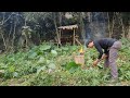 Return to the old hut to find food, Survival Instinct, Wilderness Alone (ep161)