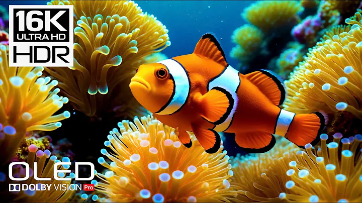 🐠 16K HDR Ultra HD | Peaceful Clownfish Paradise – Colorful Coral Reefs & Relaxing Ocean Sounds 🌊