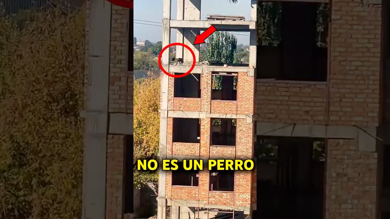 Eso NO era un PERRO... 😨