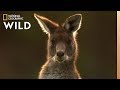 The kangaroo is the worlds largest hopping animal  nat geo wild