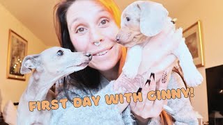 Minature dachshund first day at home (part 1) by Cece Canino My Life With Dogs 313 views 3 months ago 11 minutes, 21 seconds