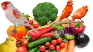 ماهي أهم الخضروات التي نقدمها لطائر الكناري في فترة غيار الريش ؟